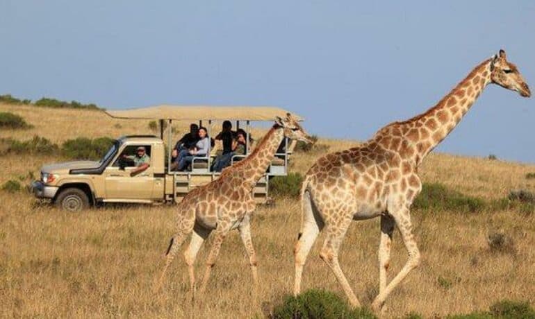 Safari Pesach Retreat in South Africa