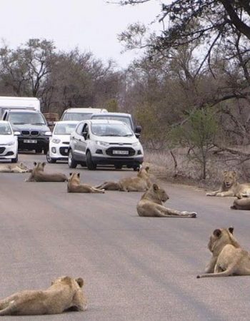 Safari Pesach Retreat in South Africa