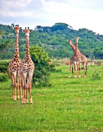 Safari Pesach Retreat in South Africa – Last Rooms $1990