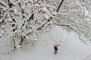 aerial photography of person under tree covered by white snow