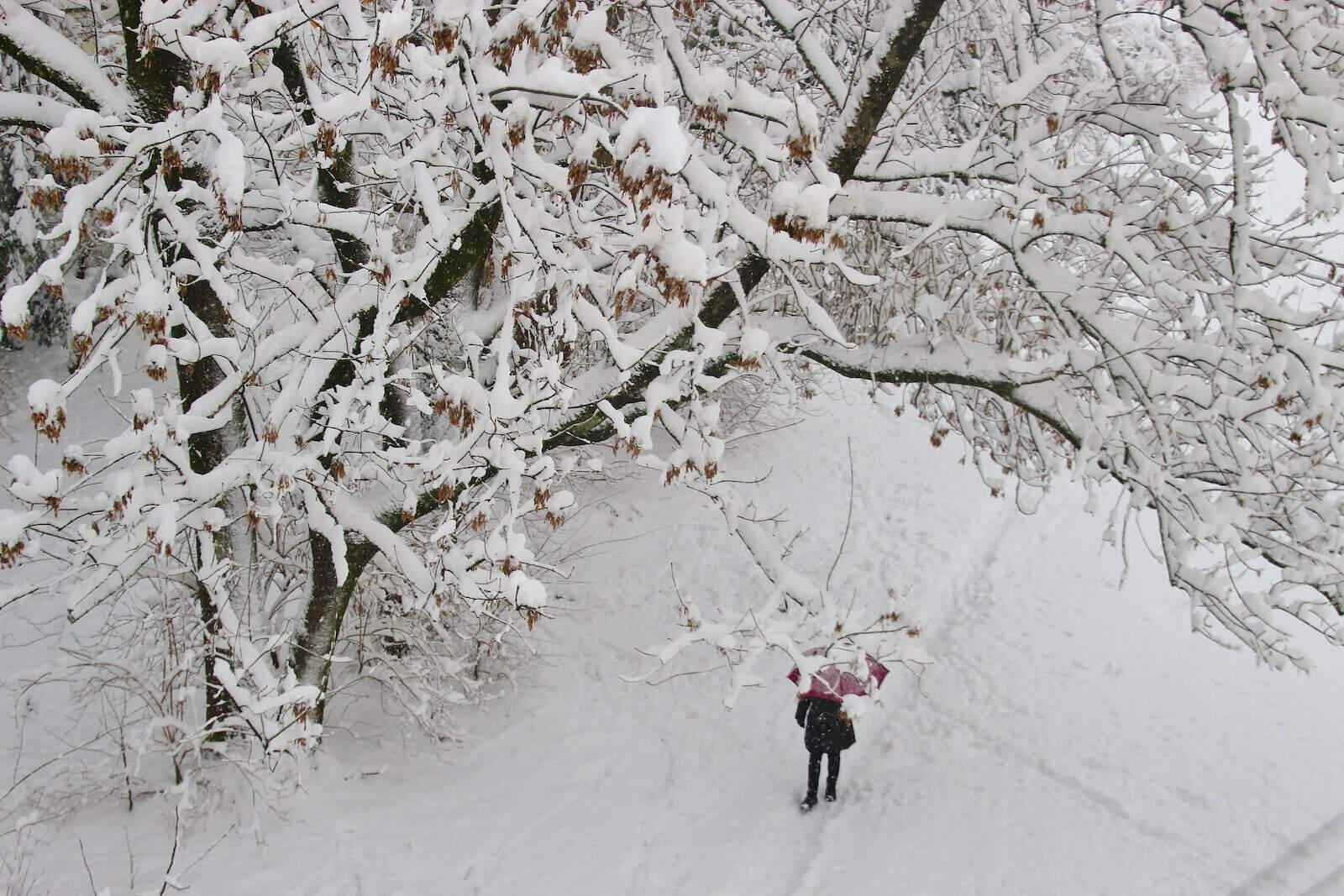 aerial photography of person under tree covered by white snow